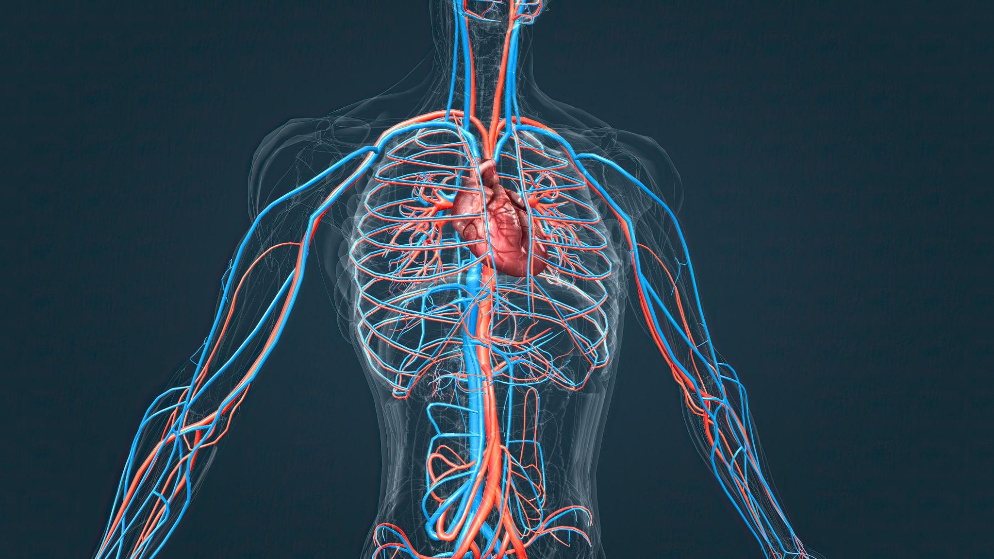 10,000 Kilometers of Blood Vessels: The Surprising Truth About Your Cardiovascular System (And How To Upgrade It)