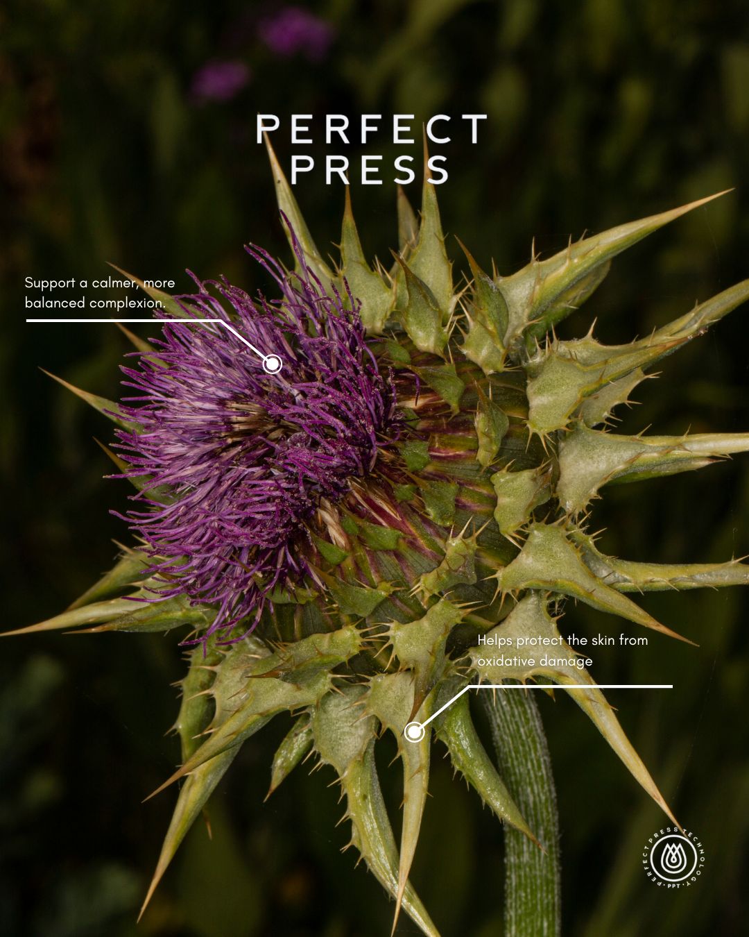 Milk Thistle Oil, Perfect Press 🌎